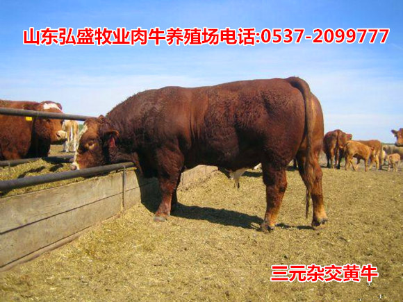 联系人:王忠诚(男) 联系电话:0537-2099777 手机号码:15753722888