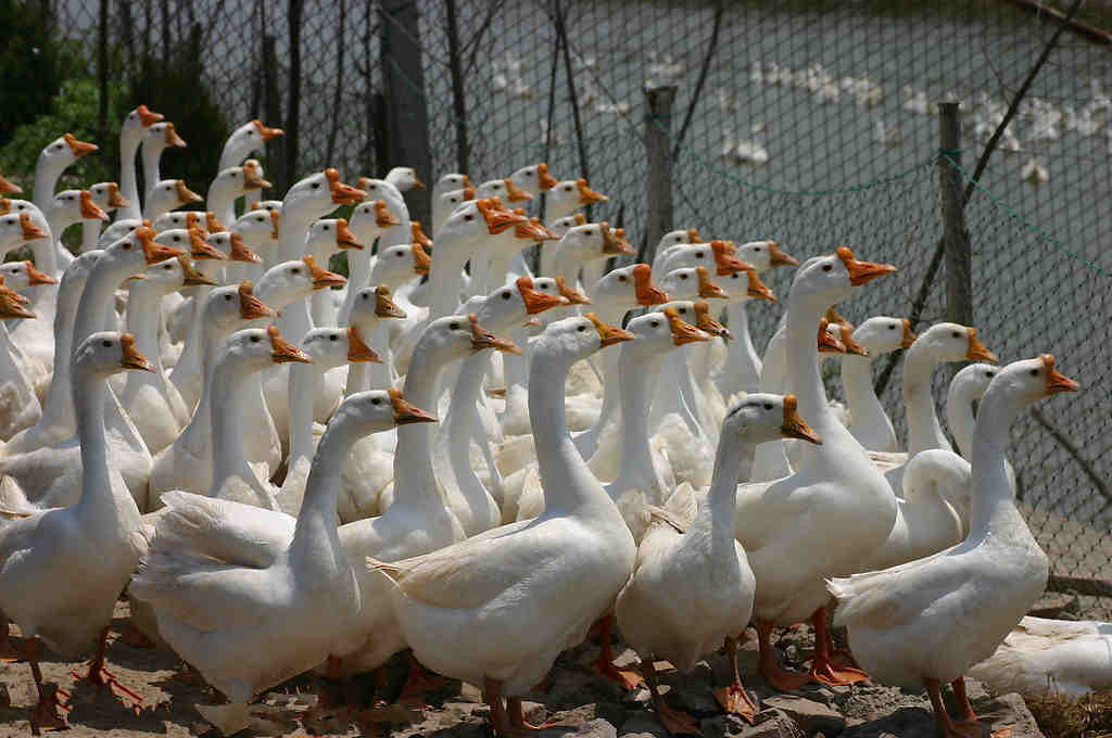 产蛋的鹅喂什么饲料最好
