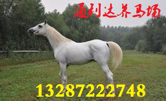 主要经营半血马,混血马,纯血马,阿拉伯马,西南马,伊利马,蒙古马,三河马,大宛马,河曲马,山区驮马及婚庆用马,旅游区用马,影视用马,儿童照相矮马,景区用德宝矮马,汉宫矮马,英国设特兰矮马,宠物矮马等优良马匹品种。 山东通利达养马基地/白龙马/玉石眼白马/英纯血马匹/养马场/马养殖/养马基地/养马技术/马价格/矮马品种/跑马/牧马/蒙古马/哈萨克马/河曲马/西南马/三河马/伊犁马/山丹马/山东通利达养马场,养马技术,养马场,养马基地,马养殖,马价格,马品种,养马前景,养马网,蒙古马,哈萨克马,河曲马,西南马