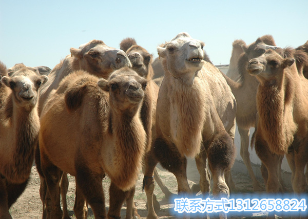 郴州照相骆驼哪里有一匹