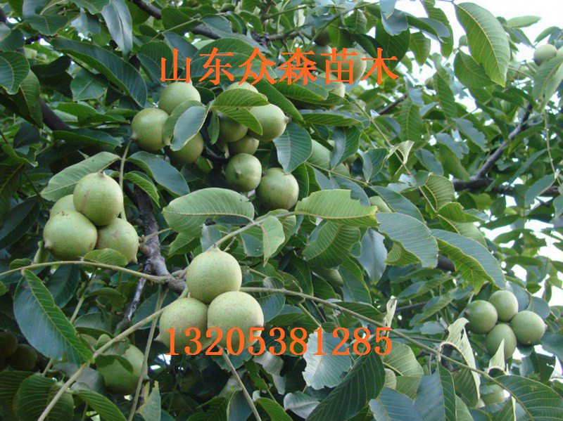 1,凡本网注明来源:金农网的所有作品,版权均属于金农网,未经本网授权不得转载、摘编或利用其它方式使用上述作品。已经本网授权使用作品的,应在授权范围内使用,并注明来源:金农网。违反上述条款,本网将追究其相关法律责任。 2,凡本网注明来源:XXX(非本网站)的作品,均转载自其它媒体,转载目的在于传递更多信息,并不代表本网赞同其观点和对其真实性负责。 3,本网所展示的信息由买卖双方自行提供,其真实性、准确性和合法性由信息发布人负责。本网站不提供任何保证,并不承担任何法律责任。 4,友情提醒:网上交易有