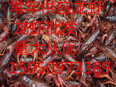 河北国际大龙虾市场价格