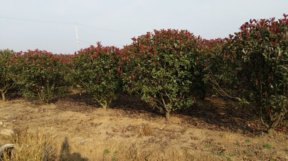 上海4公分合欢苗圃种植基地