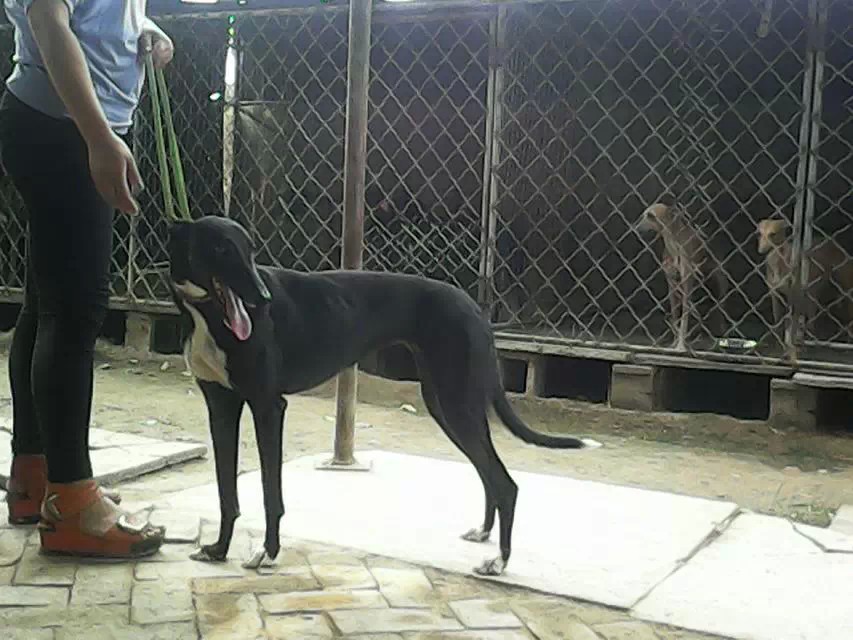 思茅格力犬养殖出售
