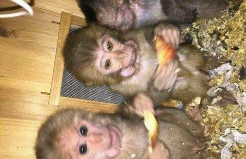 台州宠物猴养殖出售