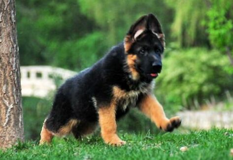 老虎凳高清套图,女生头像白色简约系,狼狗跟德