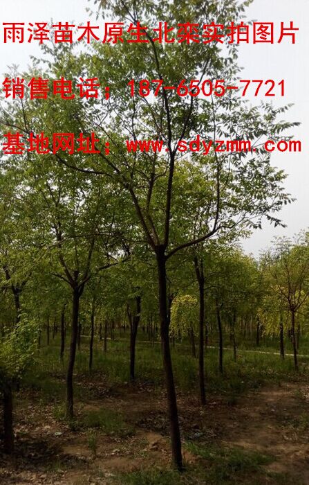 唐山苗木批发：绿色之源的新机遇