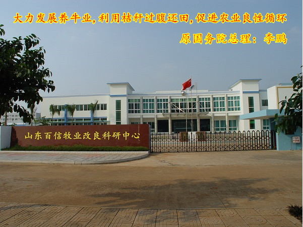 仪陇肉牛养殖场-品种纯数量大