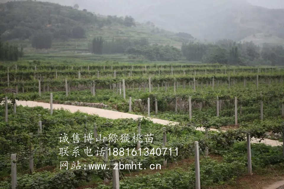 山东猕猴桃种植技术|淄博博山猕猴桃树苗|博山