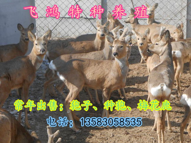 山西地区有没有狍子养殖场