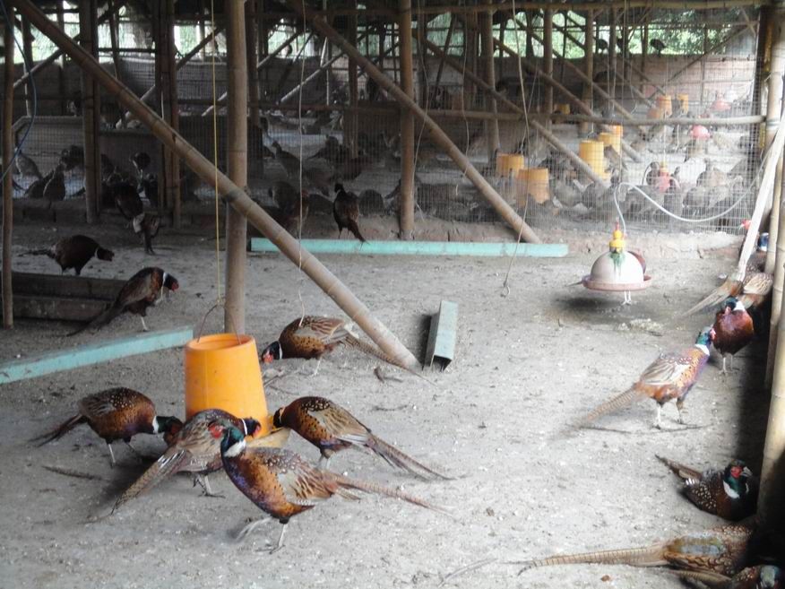 国务U8国际- U8国际官方网站- U8体育APP下载院侨务办公室