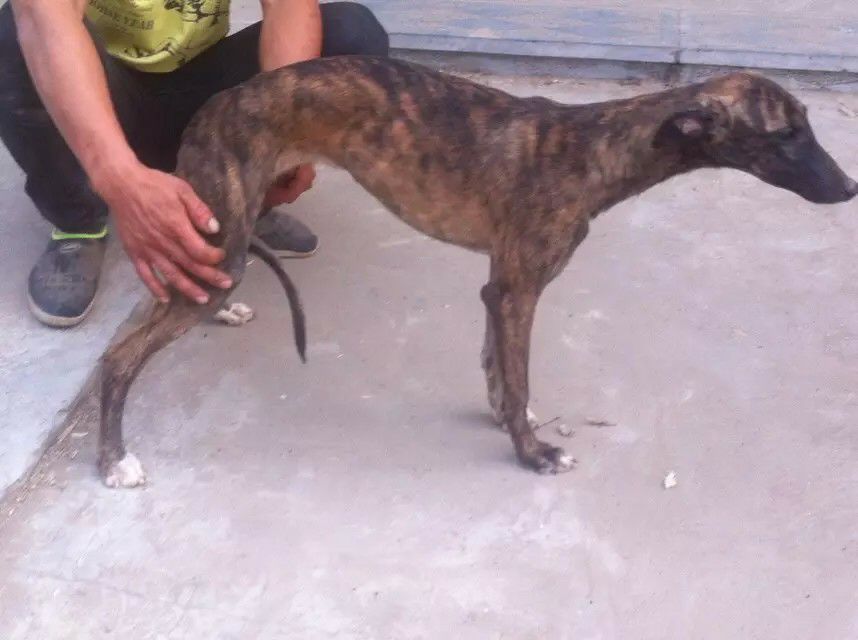普洱马犬多少钱一只 马犬图片 马犬价格 马犬视频