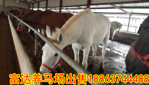 袖狗 皮堡斯 狨猴_龙太子供应网