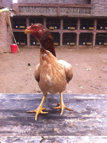 贺州斗鸡专卖店在贵州贵阳斗鸡养殖场