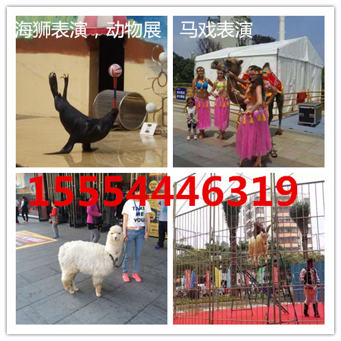 苏家屯区海洋展出租