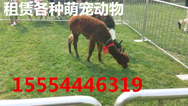 南宁百鸟展巡展出租