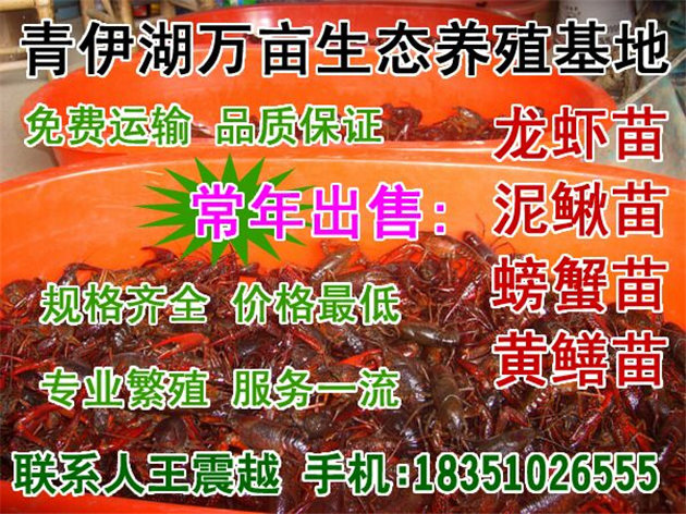 山西批发小龙虾多少钱一斤批发便宜的