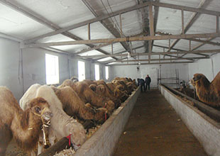 宜昌(哪里有鸳鸯养殖场)