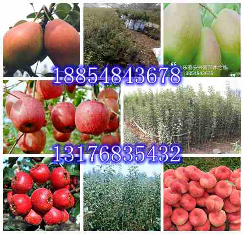 红颊草莓苗草莓树苗价格批发红颊草莓苗草莓苗