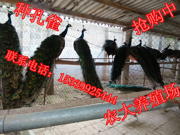 华安县【孔雀养殖基地 】行业领先