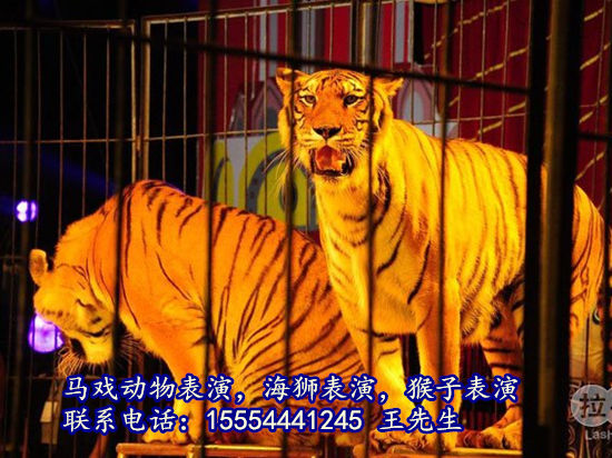 海狮表演,出租企鹅,出租海狮,羊驼租赁,动物租赁,马戏团表演,动物表演,紧张、刺激、尖叫!扣人心弦的杂技节目,令人捧腹的马戏演出,以往只能在电视上观看的精彩表演,现在真实的展现在每一位市民的眼前。无论是动物明星,还是杂技精英,都卖力表演各自的看家本领。跟着节目的进程,完全颠覆人们对传统马戏的印象,引发现场阵阵地掌声和喝彩声。威猛的虎狮、憨厚的笨熊、灵巧的猴子等动物明星轮番上演,高空飞人、旋转的水流星、扎实的蹬大缸,让广大市民近距离享受一场奇异、惊险、美轮美奂的马戏盛宴。场面爆棚!