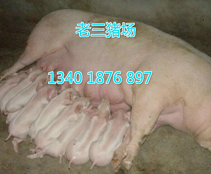 晋城外三元仔猪什么价格_产品库_金农网