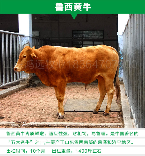 山东肉牛养殖亚新体育网(图3)