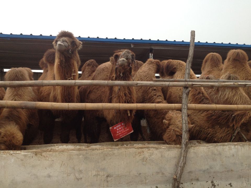 上海省闵行区有卖矮马的吗: