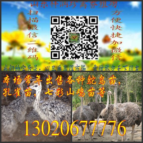千金子,马唐,鳢肠,丁香蓼