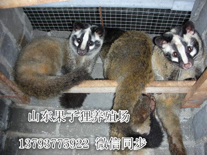 1,凡本网注明来源:金农网的所有作品,版权均属于金农网,未经本网授权不得转载、摘编或利用其它方式使用上述作品。已经本网授权使用作品的,应在授权范围内使用,并注明来源:金农网。违反上述条款,本网将追究其相关法律责任。 2,凡本网注明来源:XXX(非本网站)的作品,均转载自其它媒体,转载目的在于传递更多信息,并不代表本网赞同其观点和对其真实性负责。 3,本网所展示的信息由买卖双方自行提供,其真实性、准确性和合法性由信息发布人负责。本网站不提供任何保证,并不承担任何法律责任。 4,友情提醒:网上交易有