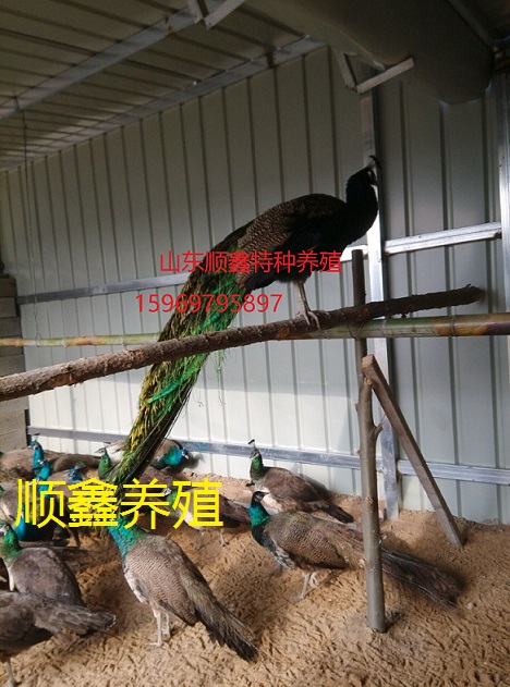 月湖区火鸡养殖 山鸡出售 红腹锦鸡出售山东顺鑫特种养殖场