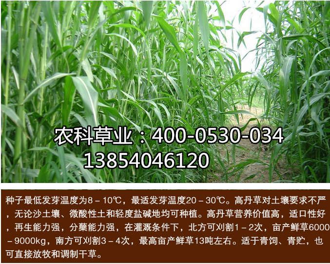 霸州牧草黑麦草种子品种价格