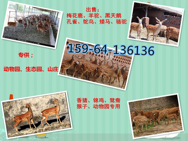 双阳区养鹿厂成年梅花鹿价格(图2)