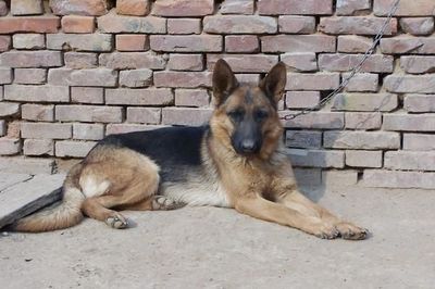 日本鬼子狼狗|狼狗训练!-摄影俱乐部-嘉兴19楼