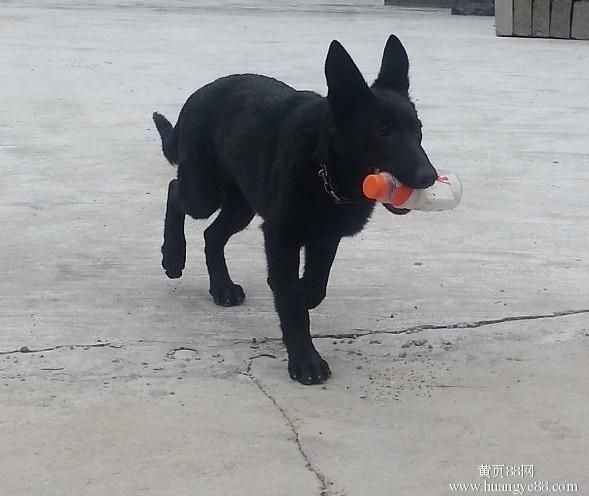 枣阳锤系牧羊犬多少钱一只?牧羊犬批发,黑背小狼狗