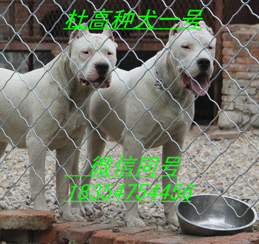 2016怎样分辨纯种卡斯罗犬的血统