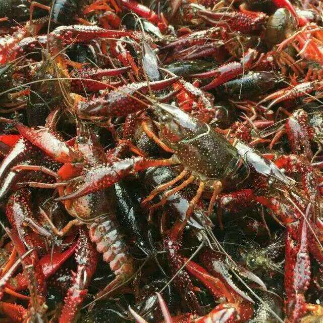 涞水县小龙虾虾苗批发价格免费技术指导