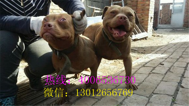 姜堰三个月比特犬_供应信息_金农网