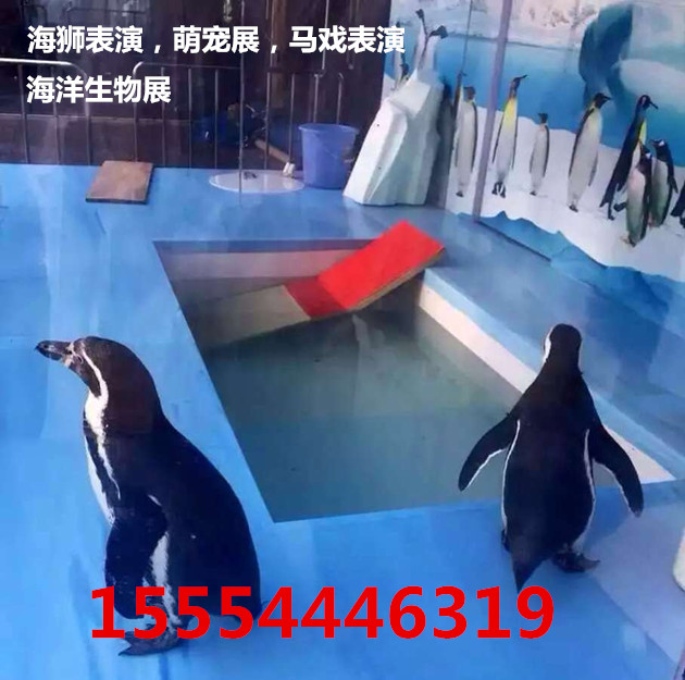 溧阳企鹅展出租