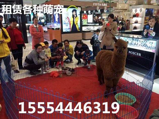 宜宾企鹅出租_供应信息_金农网
