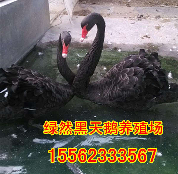 铜仁有红腹锦鸡养殖场吗?多少钱一组