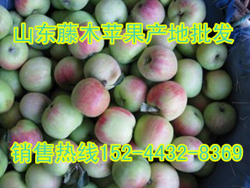 江苏泰兴市山东嘎啦苹果批发价格江苏泰兴市山