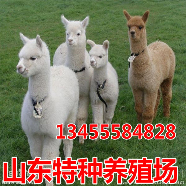 重庆省南岸区_供应信息_金农网